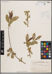 Foto von Salix excelsa S. G. Gmel.